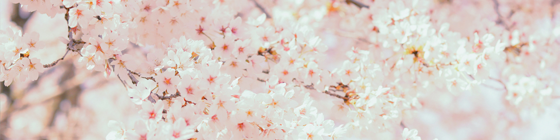 Kirschbaumzweig mit weißen Kirschblüten.